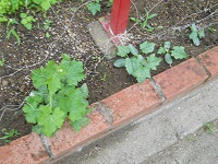 DSCN0226