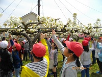 梨の花粉つけ