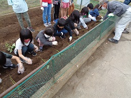 サツマイモ植え