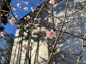 寒桜１