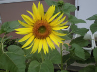CIMG8963